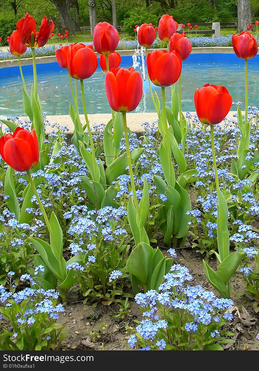 Red tulips in a park with little blue flowers and fountain