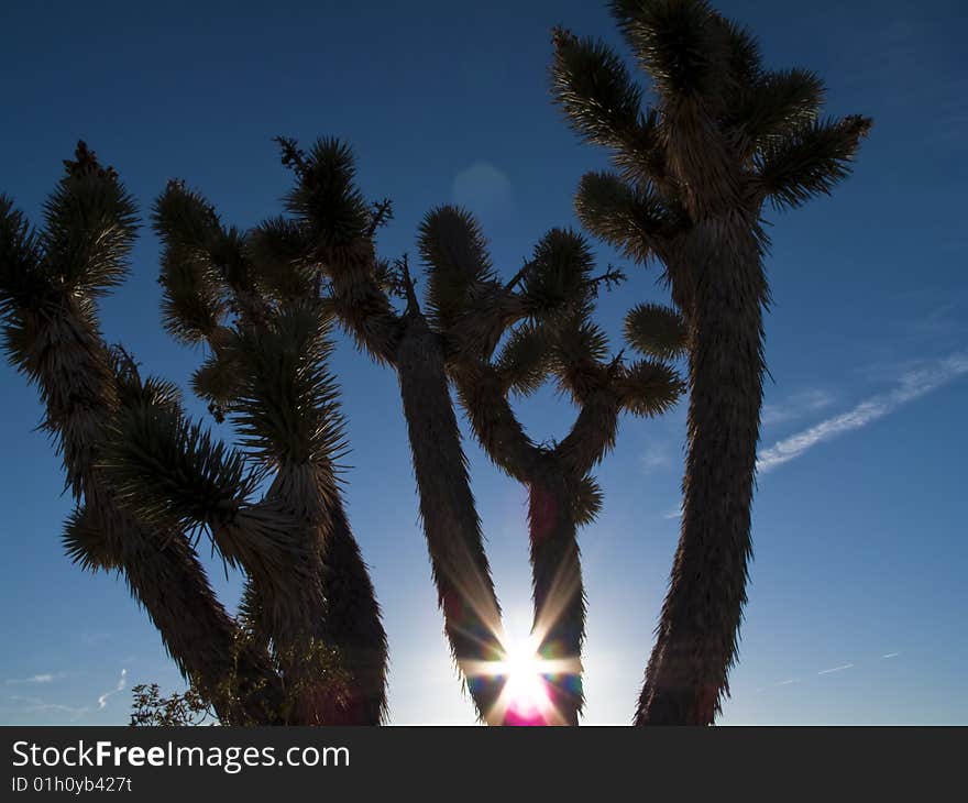 Joshua trees in the Mojave Desert. Joshua trees in the Mojave Desert