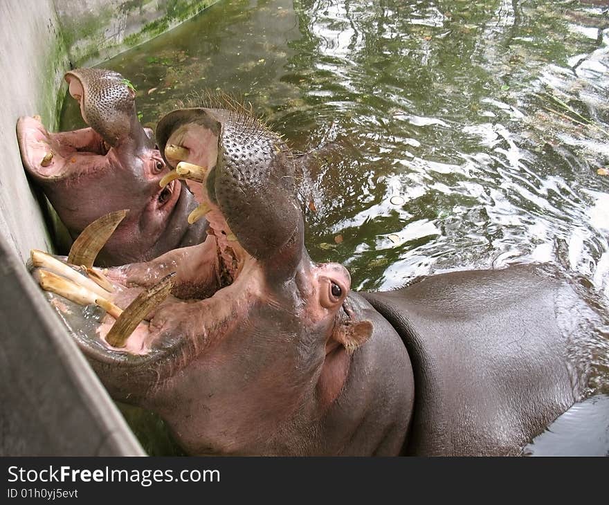 Hippo - the pond at the zoo, Asia China