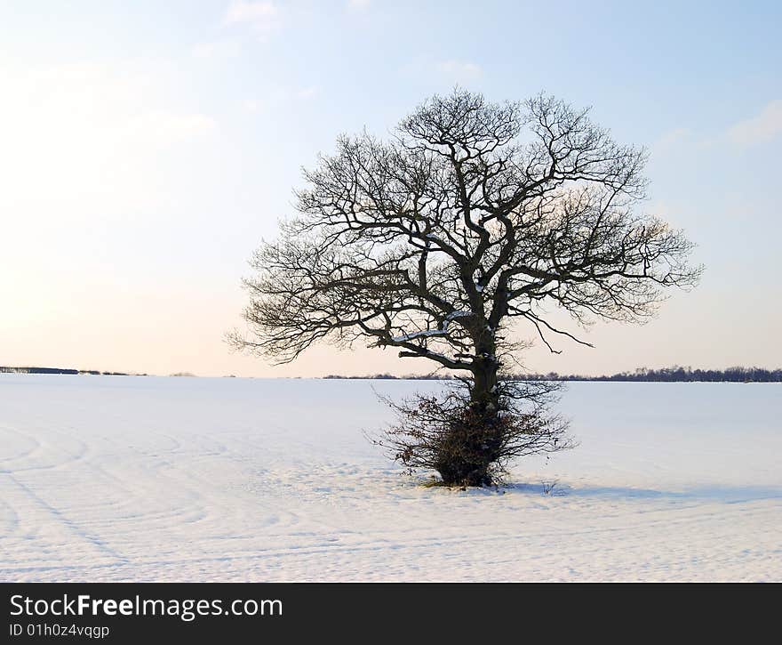 Sun shines gently on isolated tree in winter landscape