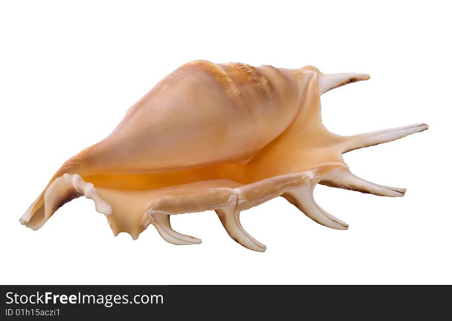 A one seashell, isolated on white background.