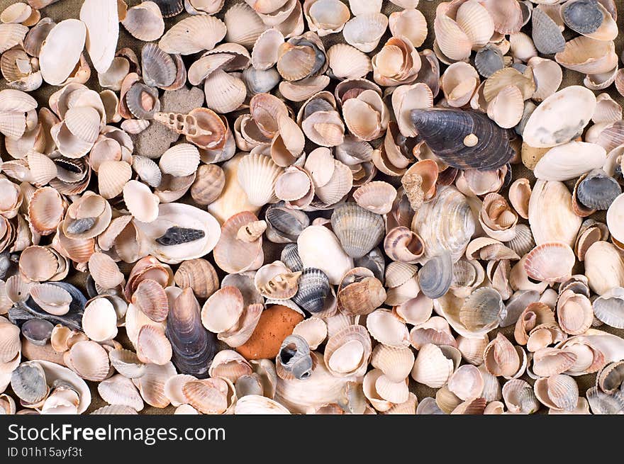 Many different shells for background