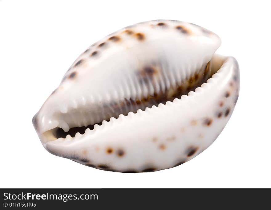 A one seashell, isolated on white background.