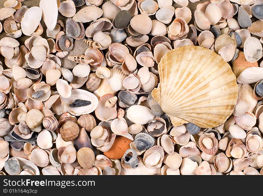 One big and many small shells