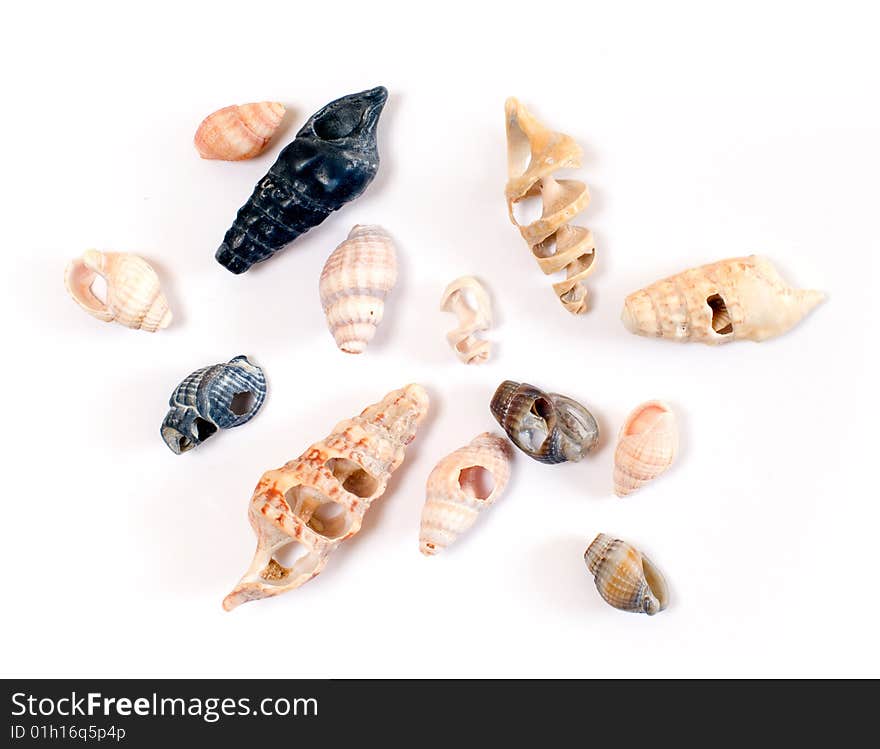 Many spiral shells on white