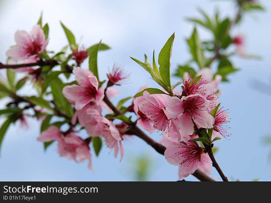 The peach blossom