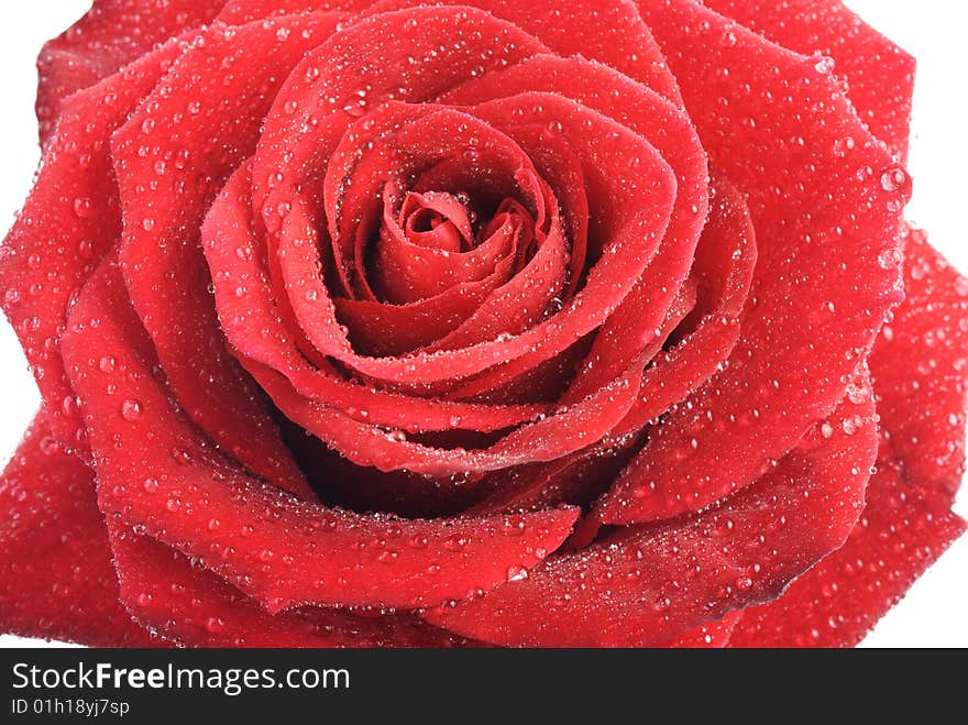 Closeup of a blossom of a wet red rose