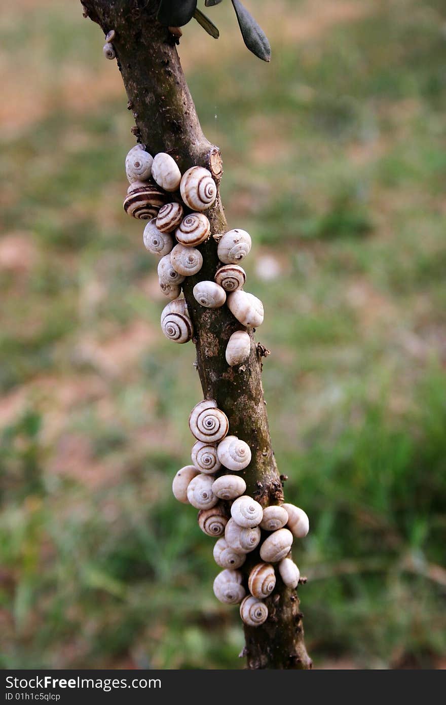 snails on the stem after rain