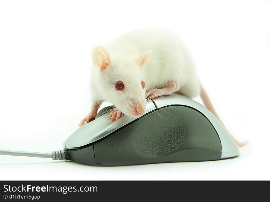 Rat on computer mouse