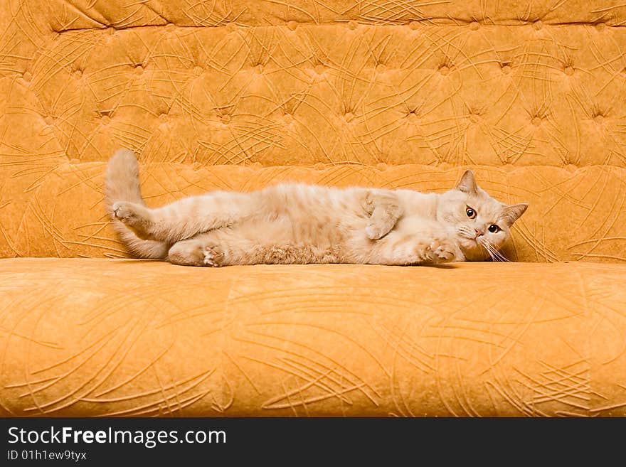 Sleek-haired Cat on the sofa