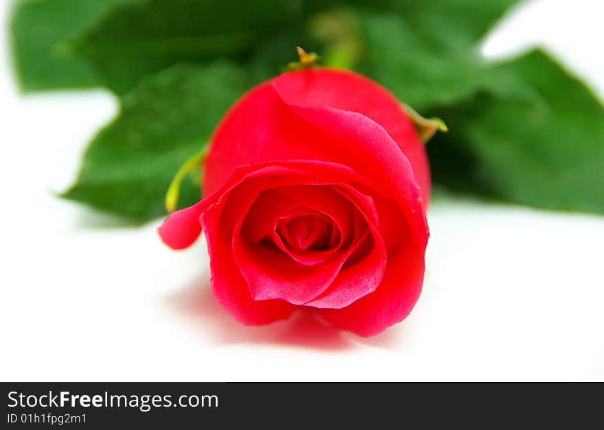 Red rose isolated on white