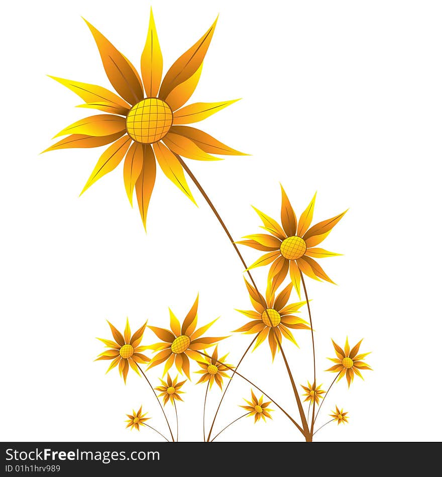 The sun flower on white background. The sun flower on white background