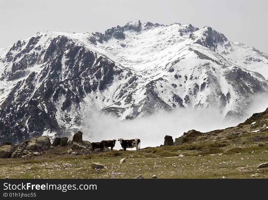 Group of cows on a mountain ridge against a snow peak, Corsica. Group of cows on a mountain ridge against a snow peak, Corsica