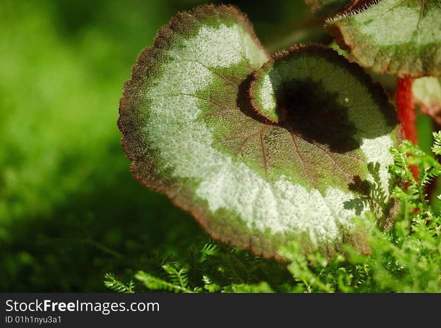 Gyrate Green Leaves