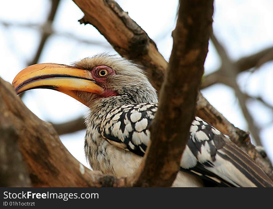 A close-up picture of a bird in the Kruger National Game Park. A close-up picture of a bird in the Kruger National Game Park