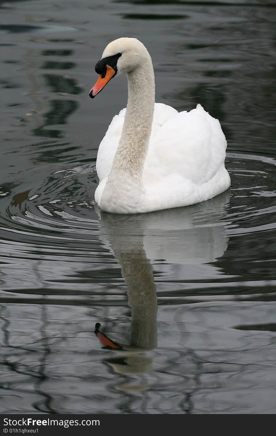 Swan In The Lake