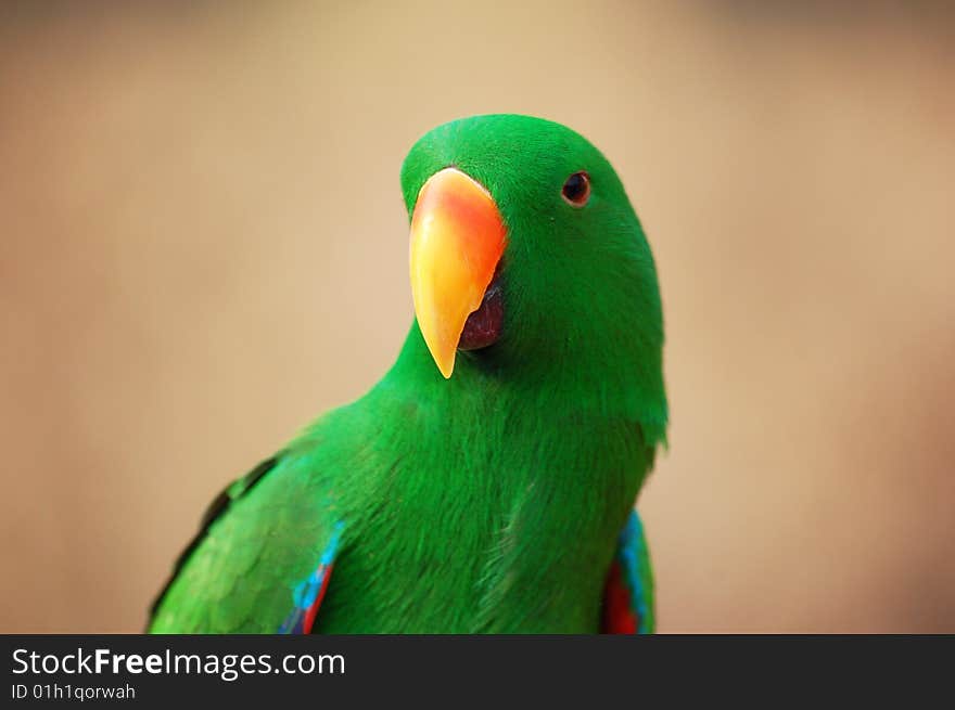 Close up parrot