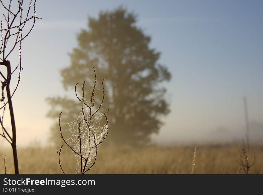 Dew on a web. Morning