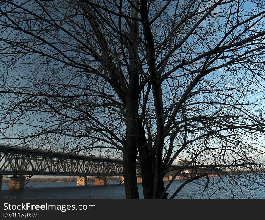 Lonely tree and bridge