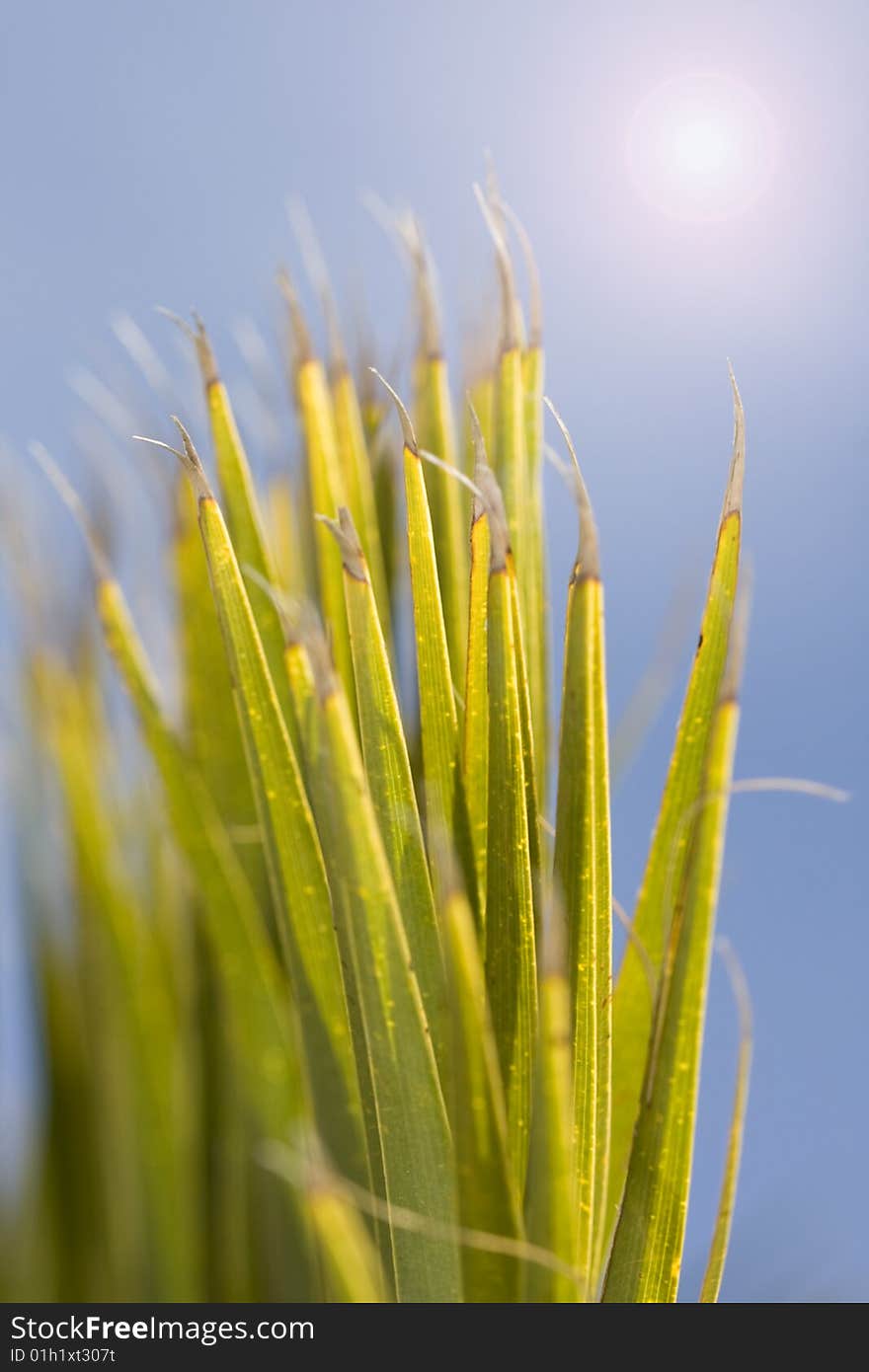 Detail tropical palm tree leaf, shallow DOF