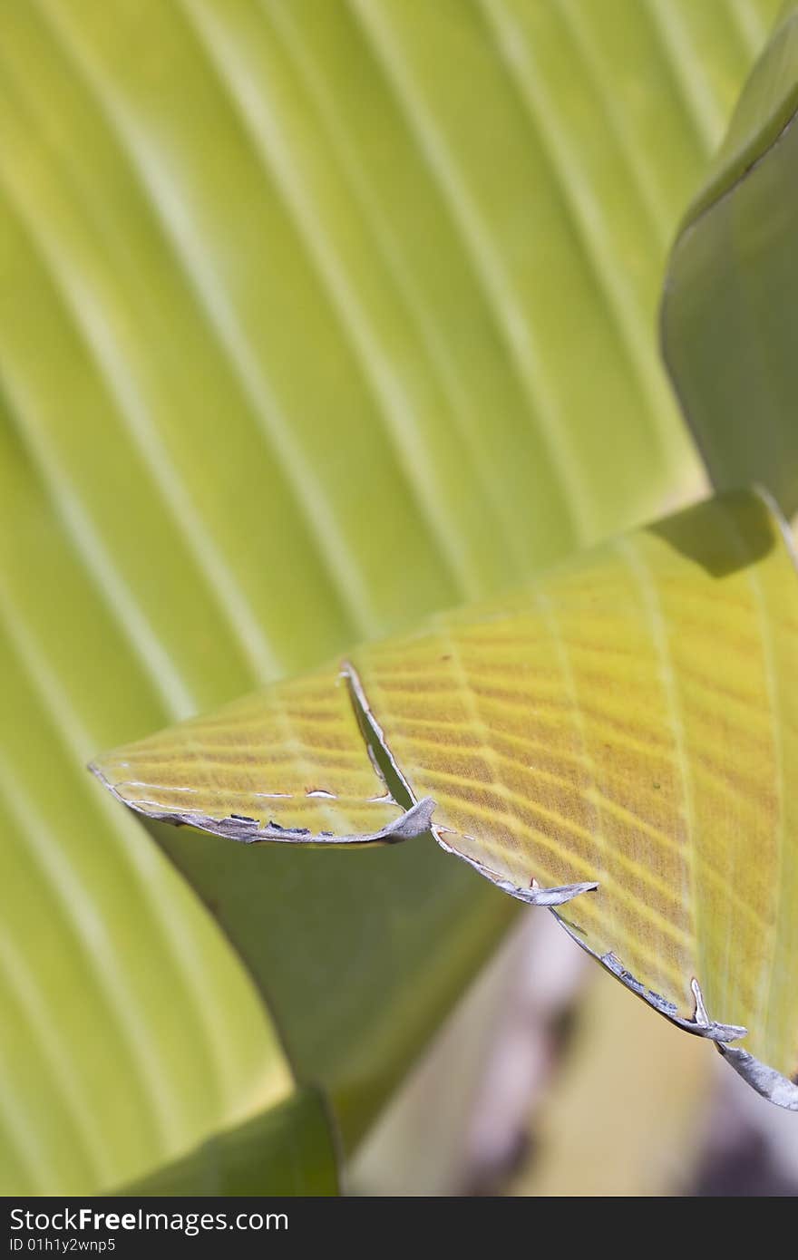 Fresh green banana leaf, can be used for background (shallow DOF)