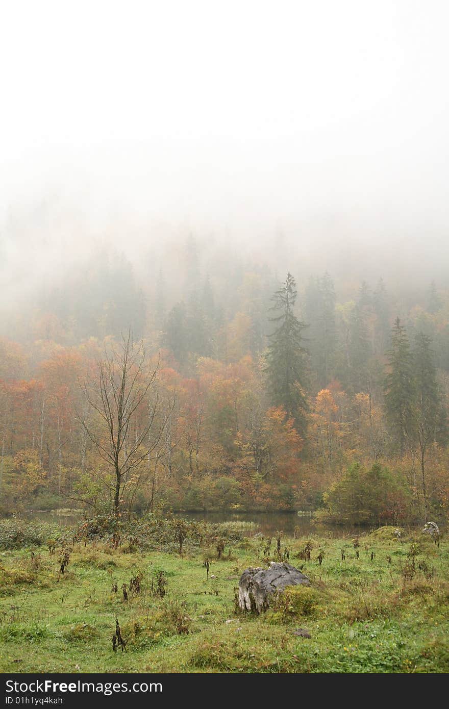 Trees and lake of foggy Alpine Slope in heavy rain. Trees and lake of foggy Alpine Slope in heavy rain