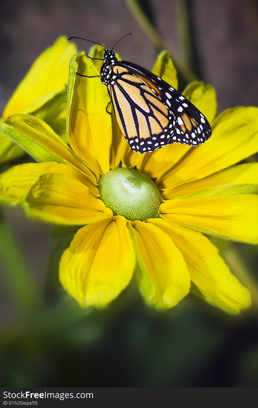 Monarch butterfly on yellow rudbeckia flower