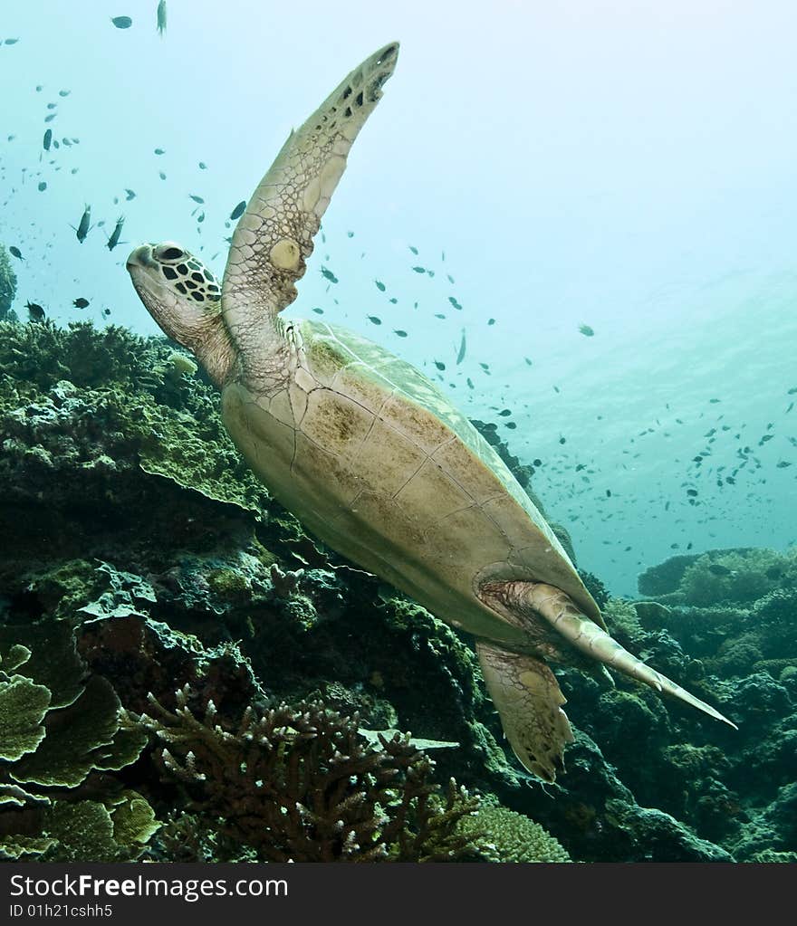 Swimming turtle