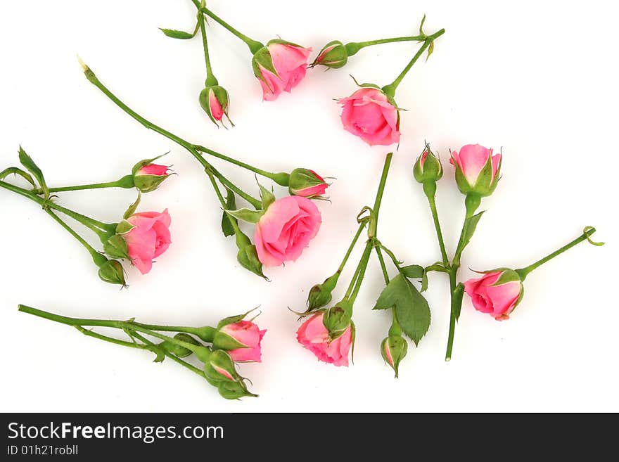 Pink roses on a white background