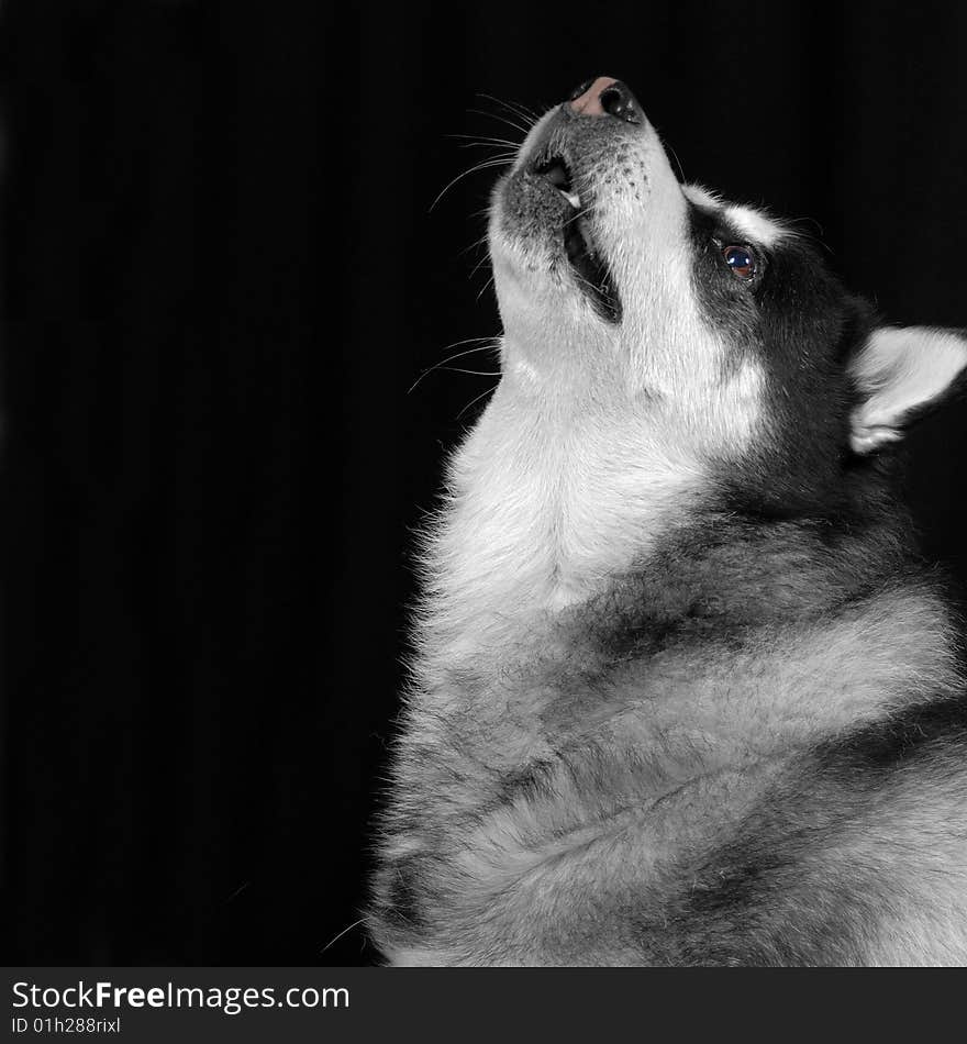 Husky mixed dog posing in studio setting howling. Husky mixed dog posing in studio setting howling.