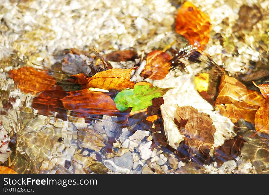 Leaves in the stream