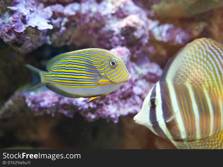 Tropical fish - photo taken from oceanarium. Tropical fish - photo taken from oceanarium