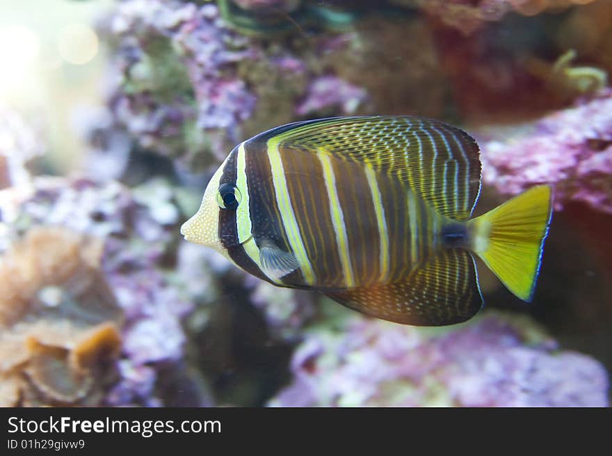 Tropical fish - photo taken from oceanarium. Tropical fish - photo taken from oceanarium