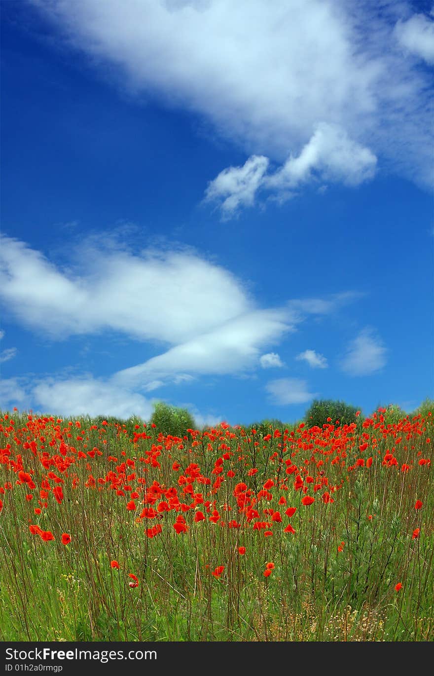 Red poppies on spring meadow