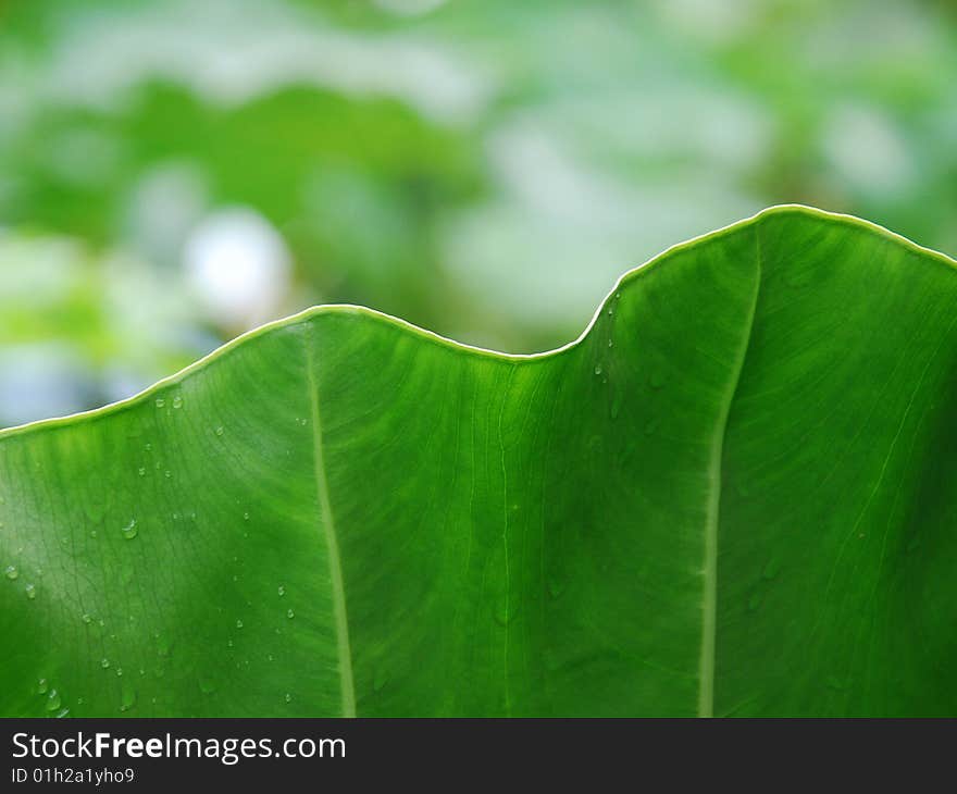 Leaf of Giant Araceae