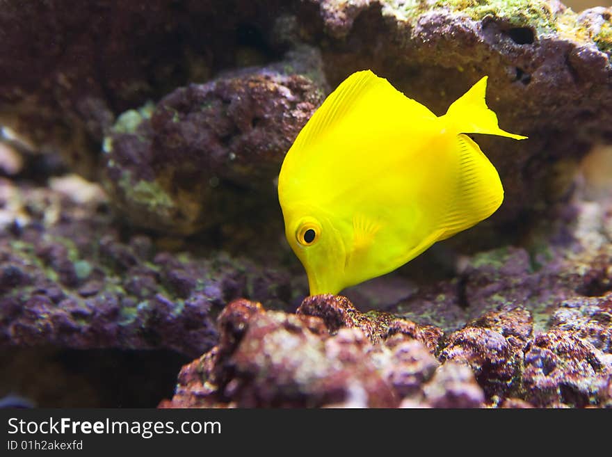 Tropical fish - photo taken from oceanarium. Tropical fish - photo taken from oceanarium