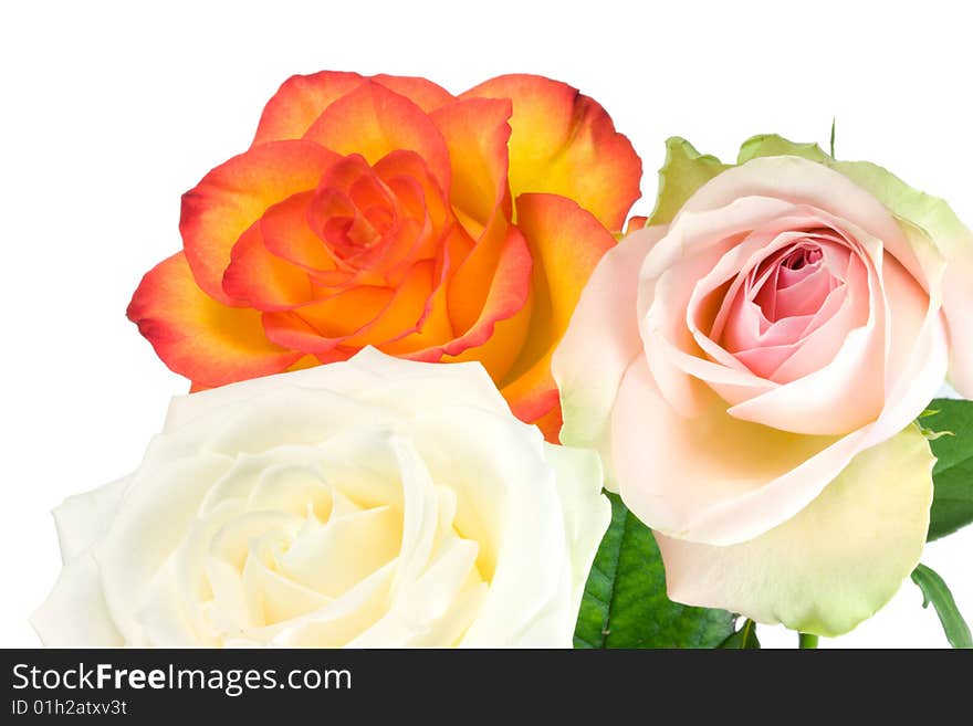 Three roses on a white background. Three roses on a white background.