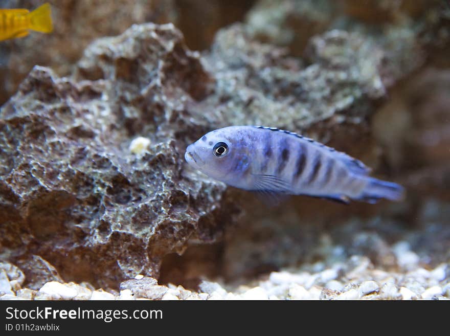 Tropical fish - photo taken from oceanarium. Tropical fish - photo taken from oceanarium