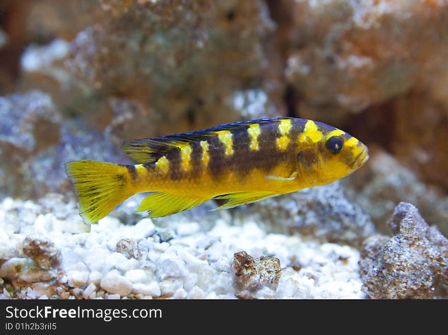 Tropical fish - photo taken from oceanarium. Tropical fish - photo taken from oceanarium