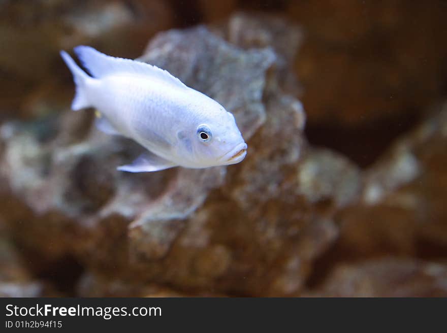 Tropical fish - photo taken from oceanarium. Tropical fish - photo taken from oceanarium