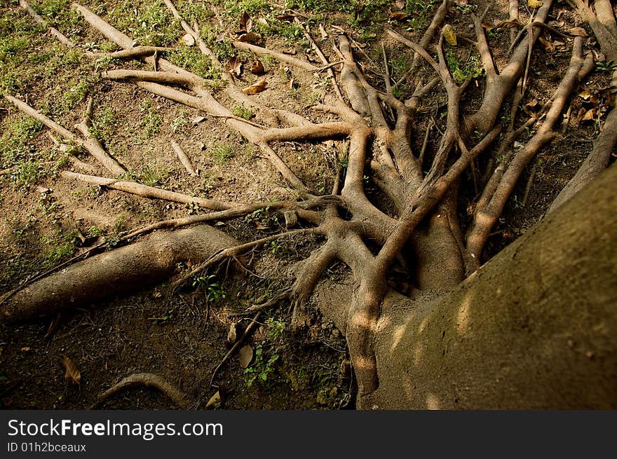 Mature tree roots in a park