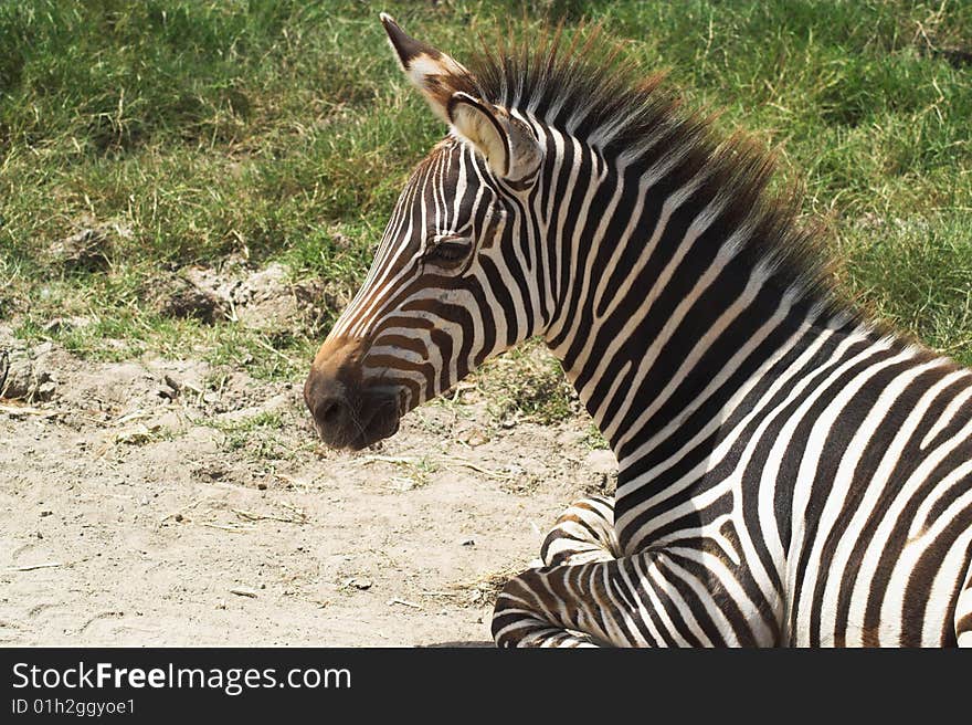 Lying zebra