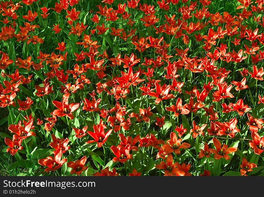 Poppies - contrast of red and green colors. Poppies - contrast of red and green colors