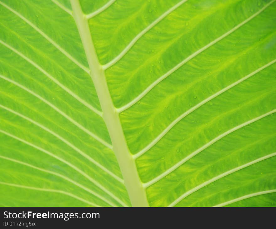 Pattern Of Light Green Leaf