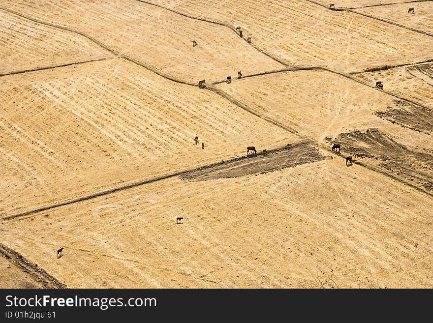 Cows in the field in dry season. Cows in the field in dry season.