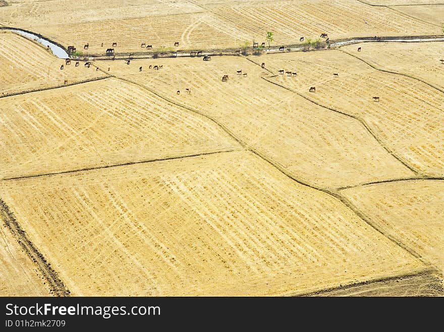 Irrigation in rice farm in dry season, Thailand. Irrigation in rice farm in dry season, Thailand.