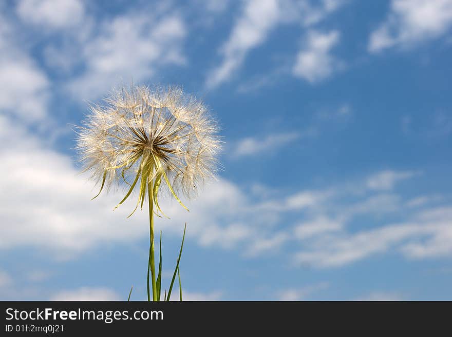 Large blowball on the cloudy sky background