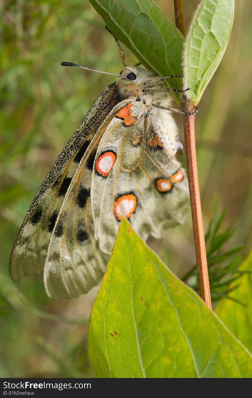 Nomion butterfly sitting on the grass