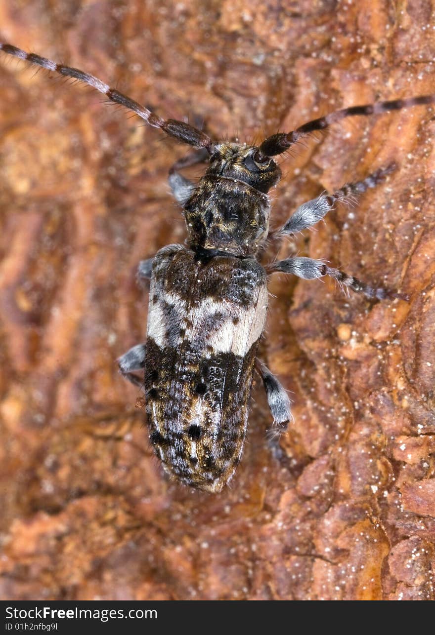 Small longhorn beetle