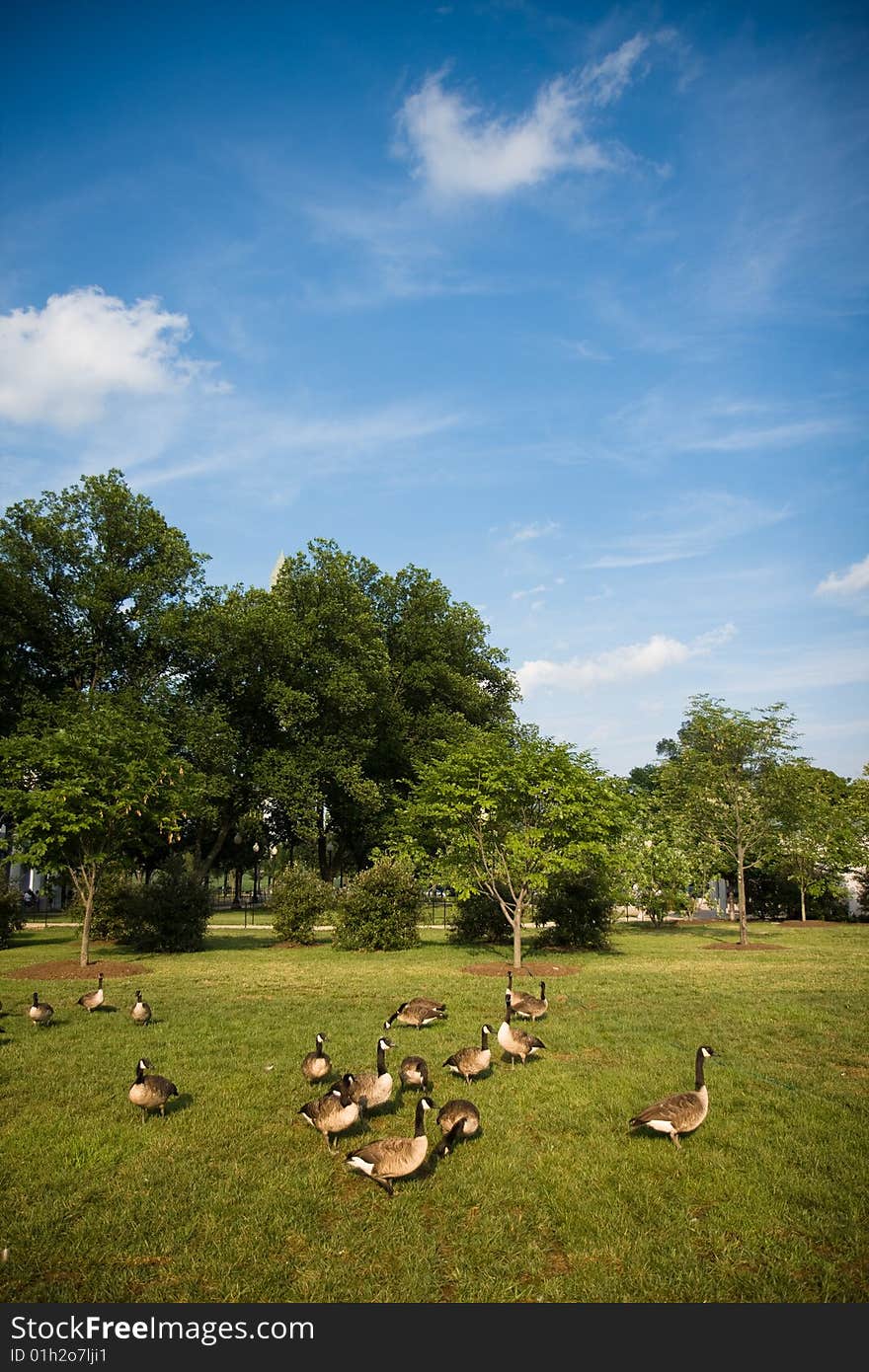 Canada Geese relaxing at a park. Canada Geese relaxing at a park